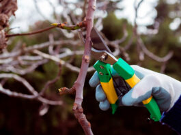 La importancia de la poda de árboles en la conservación ambiental