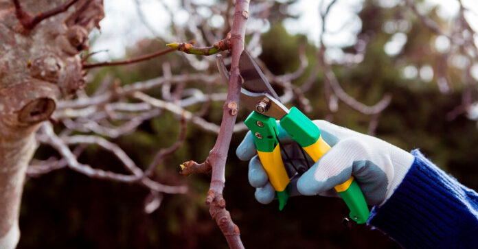 La importancia de la poda de árboles en la conservación ambiental