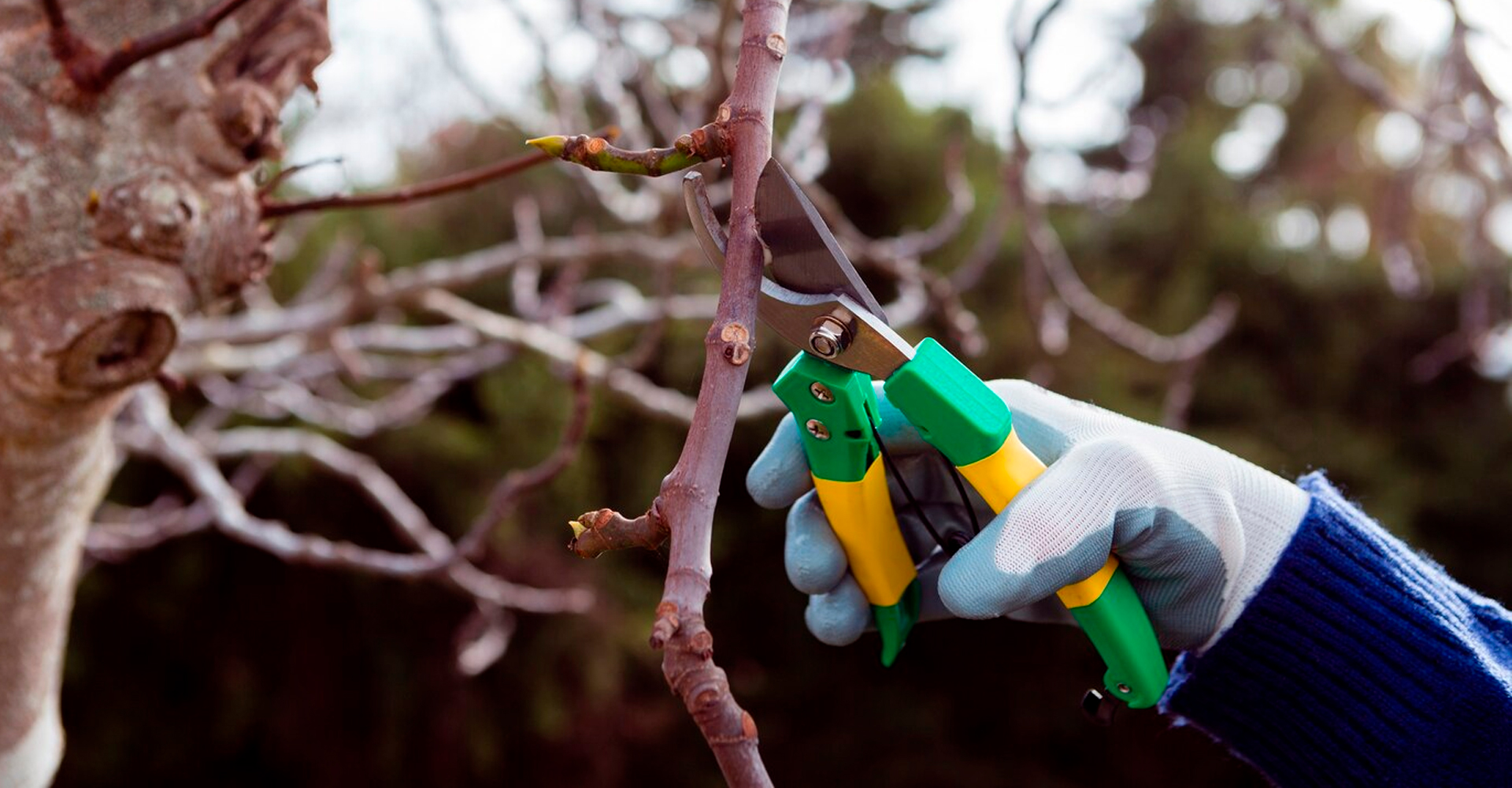 La importancia de la poda de árboles en la conservación ambiental