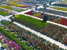 Cómo proteger tus plantas del impacto de la calefacción según especialistas en viveros