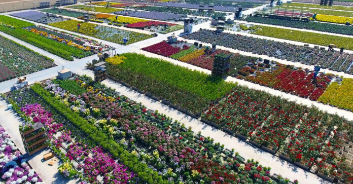 Cómo proteger tus plantas del impacto de la calefacción según especialistas en viveros