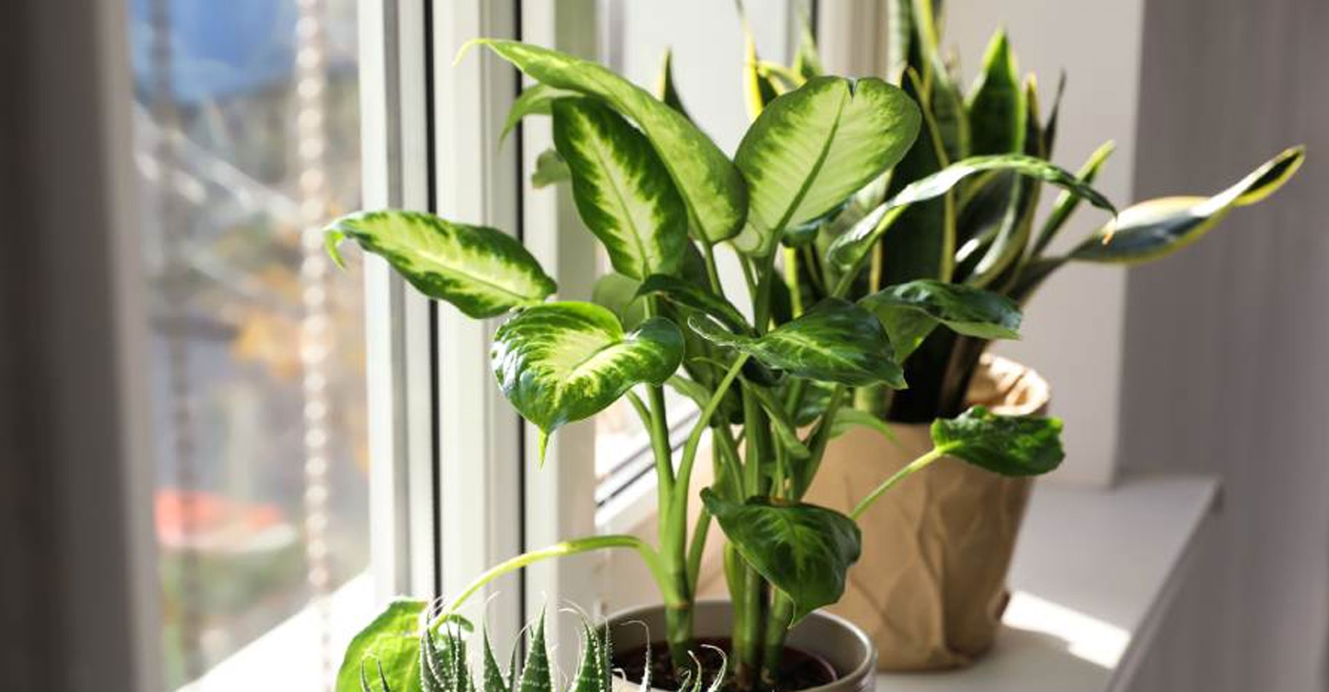 Plagas y enfermedades asociadas al invierno