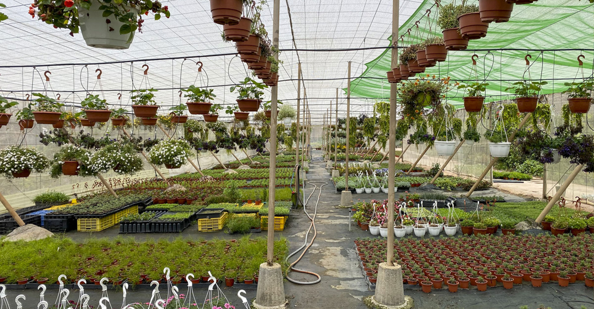 Análisis técnico desde la experiencia en viveros